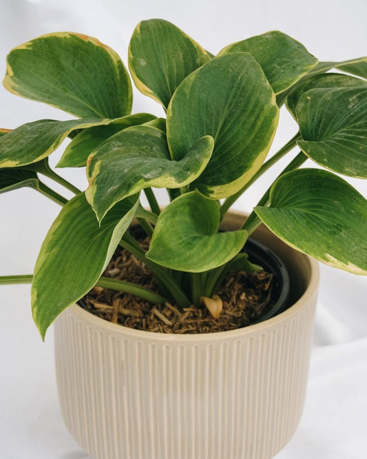 Frances Williams Hosta - LandscapeDirect