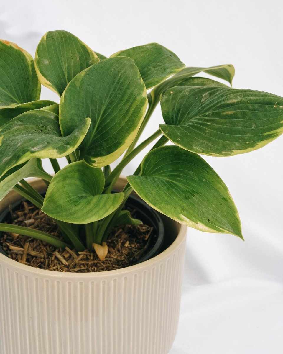 Frances Williams Hosta - LandscapeDirect