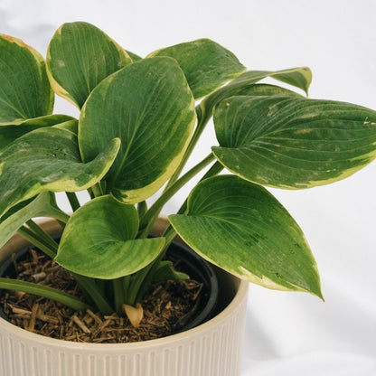 Frances Williams Hosta - LandscapeDirect