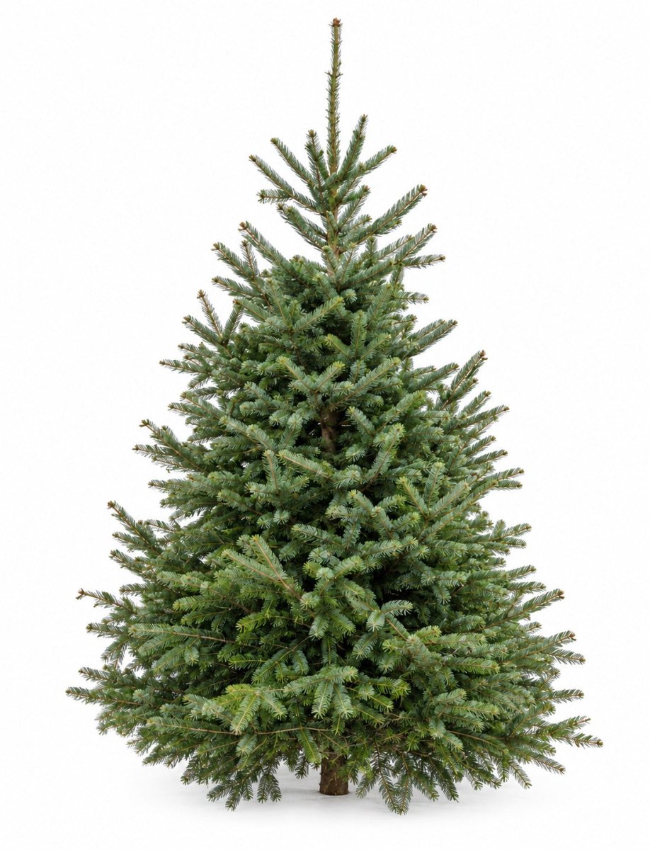 Fresh Cut Balsam Fir Christmas Tree - 6ft - LandscapeDirect