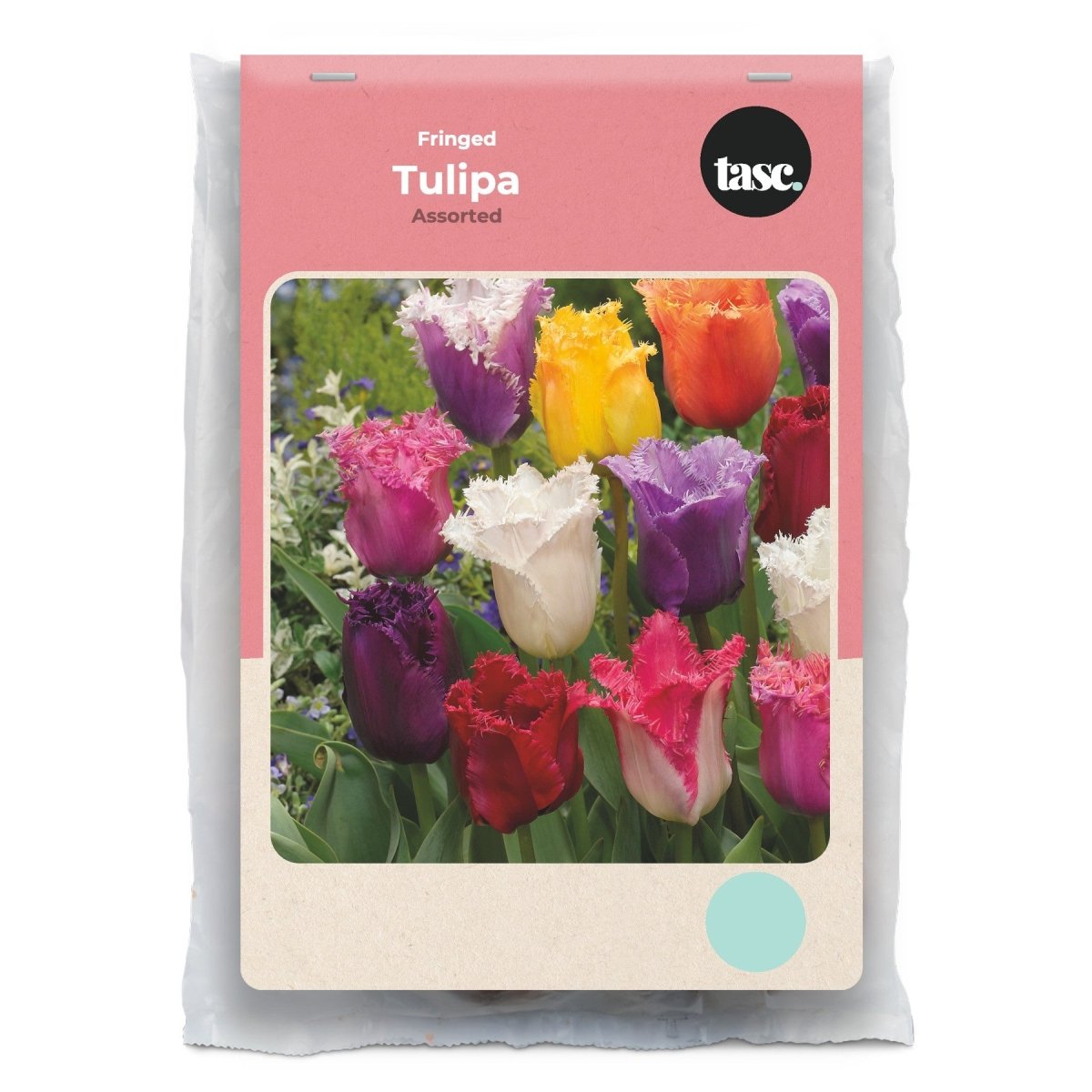 Fringed Assorted Tulip - LandscapeDirect