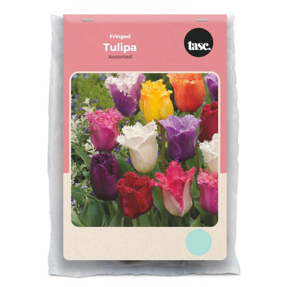 Fringed Assorted Tulip - LandscapeDirect
