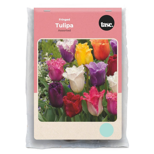Fringed Assorted Tulip - LandscapeDirect