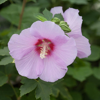 Full Blast Hibiscus - LandscapeDirect