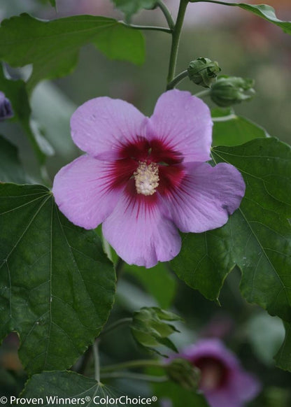 Full Blast Hibiscus - LandscapeDirect