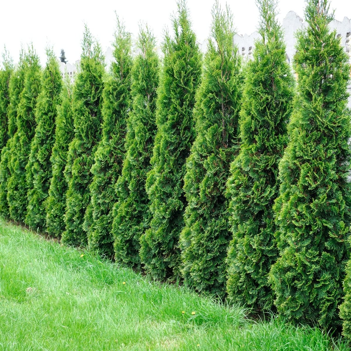 Full Speed a Hedge American Pillar Arborvitae - LandscapeDirect