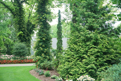 Full Speed a Hedge Thin Man Arborvitae - LandscapeDirect