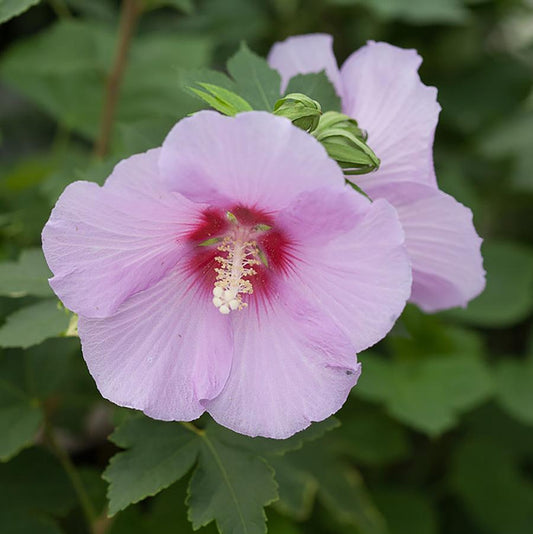 Hibiscus à pleine puissance