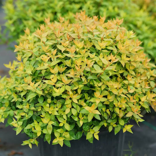 Funshine Abelia - LandscapeDirect