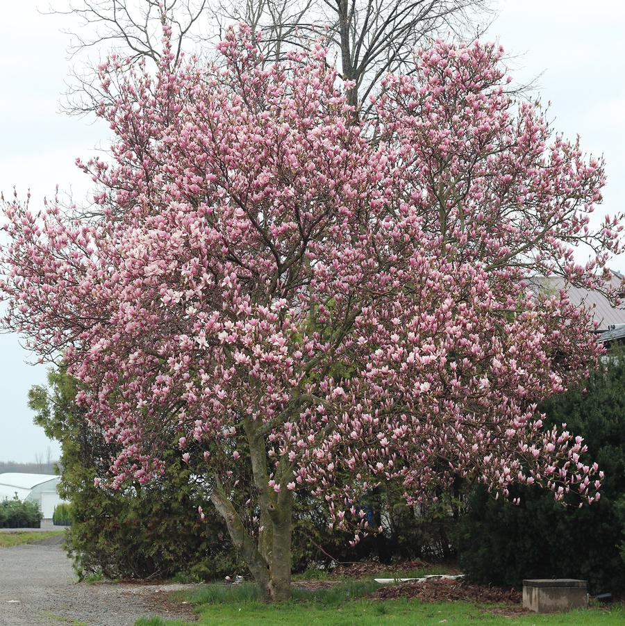 Galaxy Magnolia - LandscapeDirect