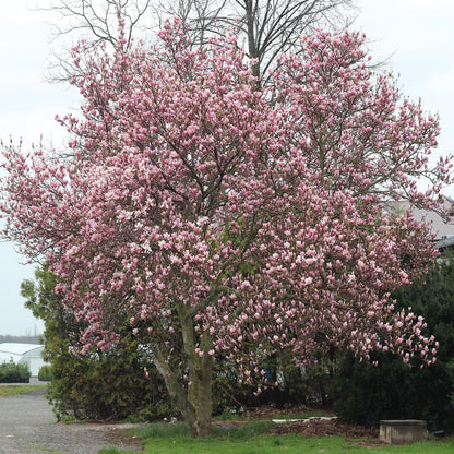 Galaxy Magnolia - LandscapeDirect