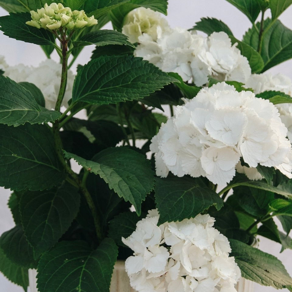 Galaxy White Hydrangea – LandscapeDirect