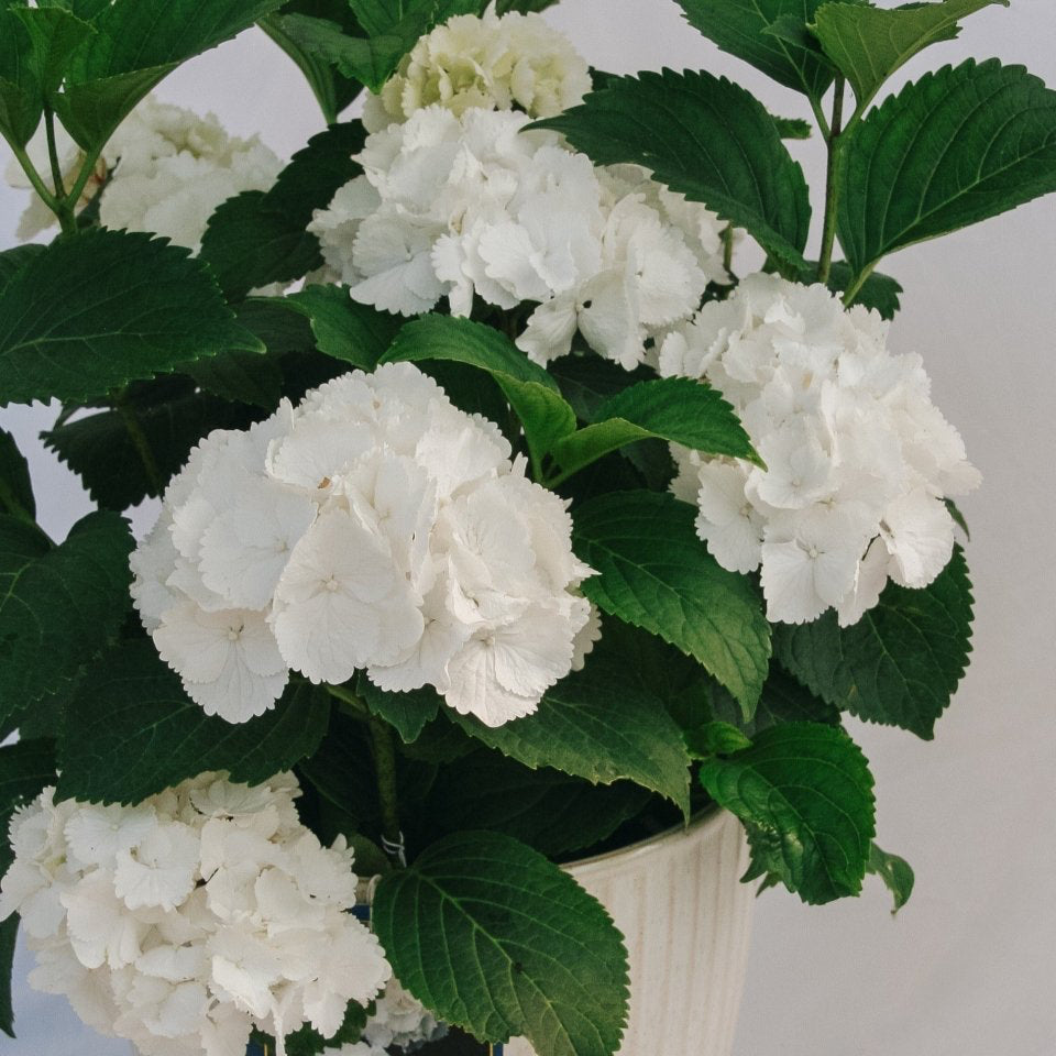 Galaxy White Bigleaf Hydrangea - LandscapeDirect