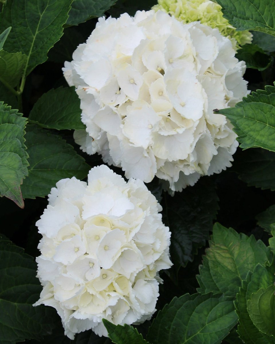 Galaxy White Bigleaf Hydrangea - LandscapeDirect