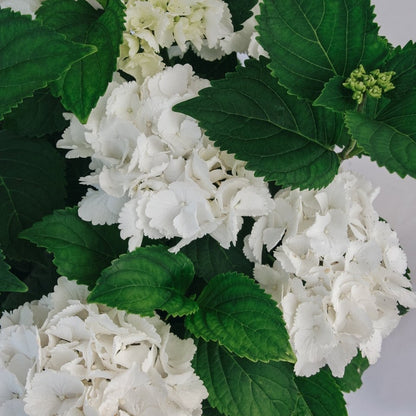 Galaxy White Bigleaf Hydrangea - LandscapeDirect