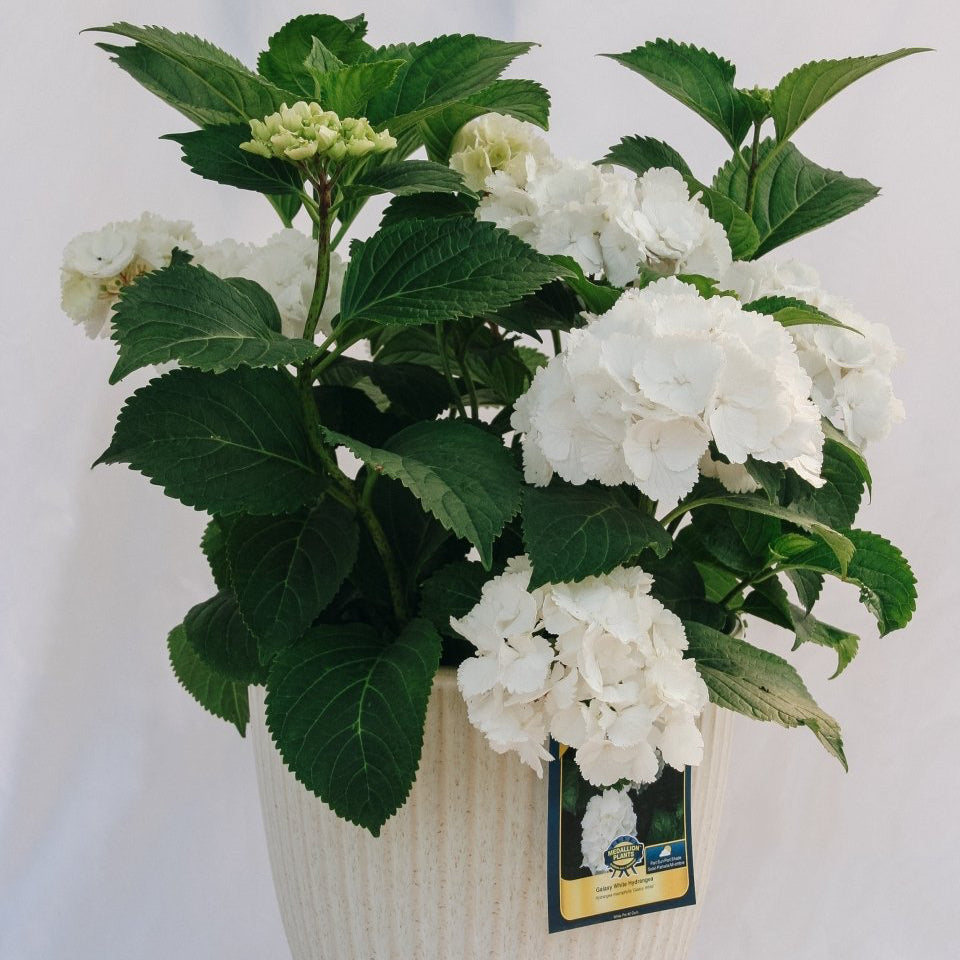 Galaxy White Bigleaf Hydrangea - LandscapeDirect