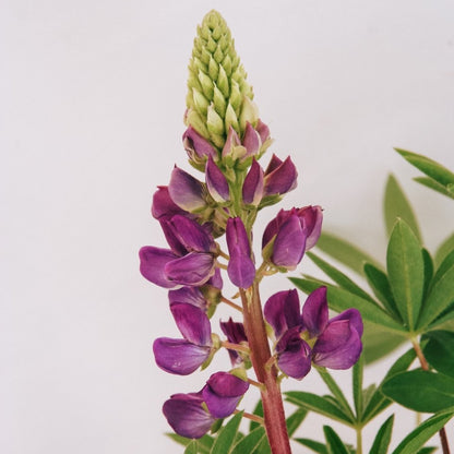 Gallery Blue Lupine - LandscapeDirect