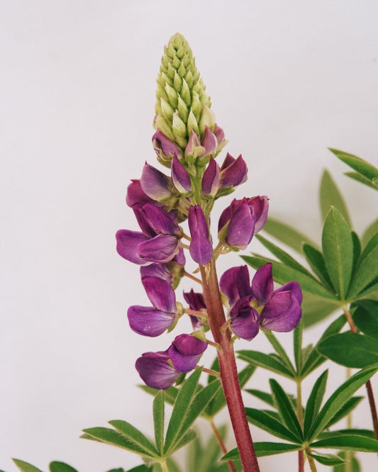 Gallery Blue Lupine - LandscapeDirect