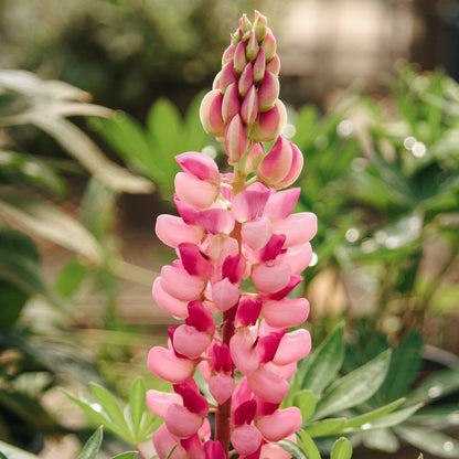 Gallery Pink Lupine - LandscapeDirect