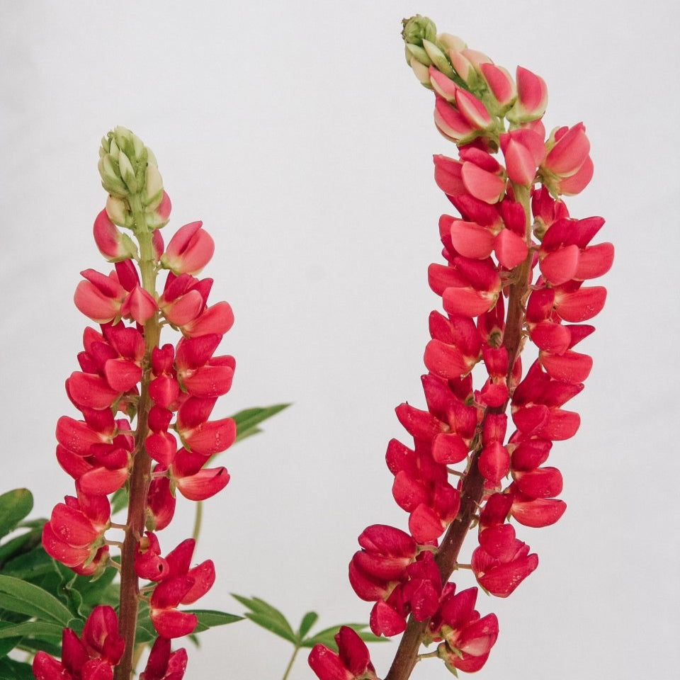 Gallery Red Lupine - LandscapeDirect