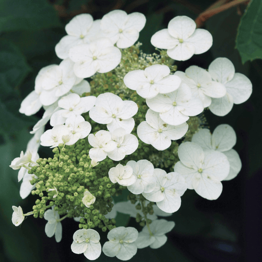 Gatsby Gal Oakleaf hydrangea - LandscapeDirect