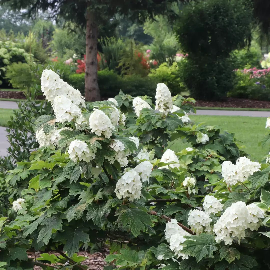 Gatsby Glow Ball Oakleaf Hydrangea - LandscapeDirect