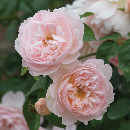 Gentle Hermione English Rose - LandscapeDirect