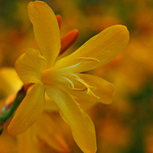 George Davidson Montbretia - LandscapeDirect