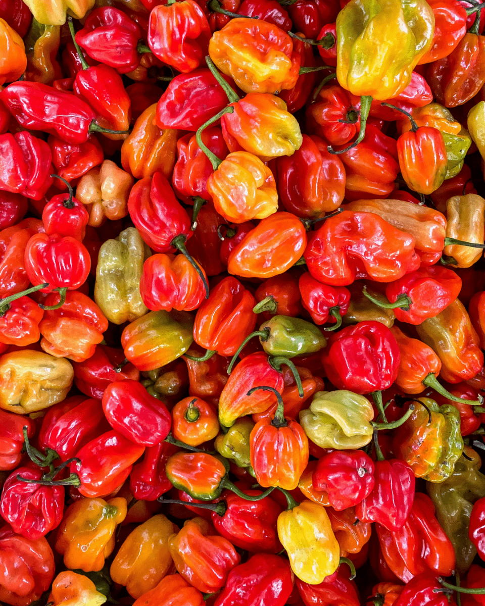 Ghost Pepper - LandscapeDirect