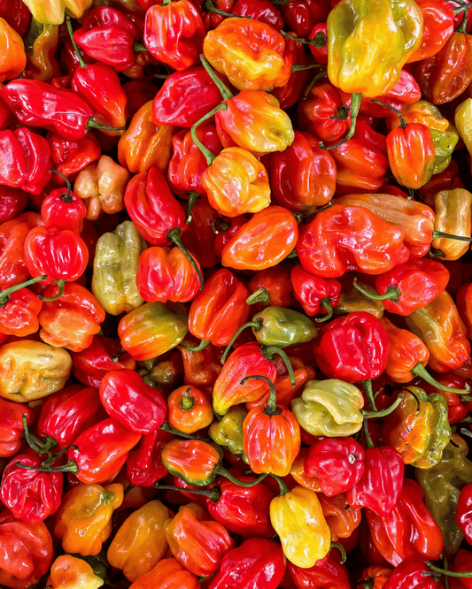 Ghost Pepper - LandscapeDirect