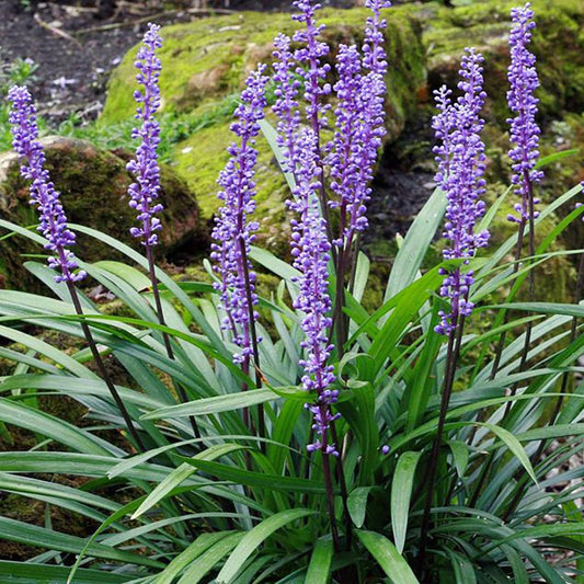 Giant Big Blue Lily Turf - LandscapeDirect