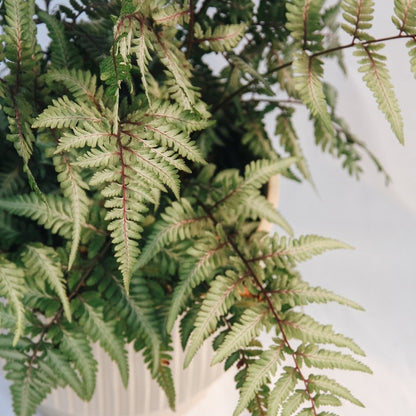 Giant Japanese Painted Fern - LandscapeDirect