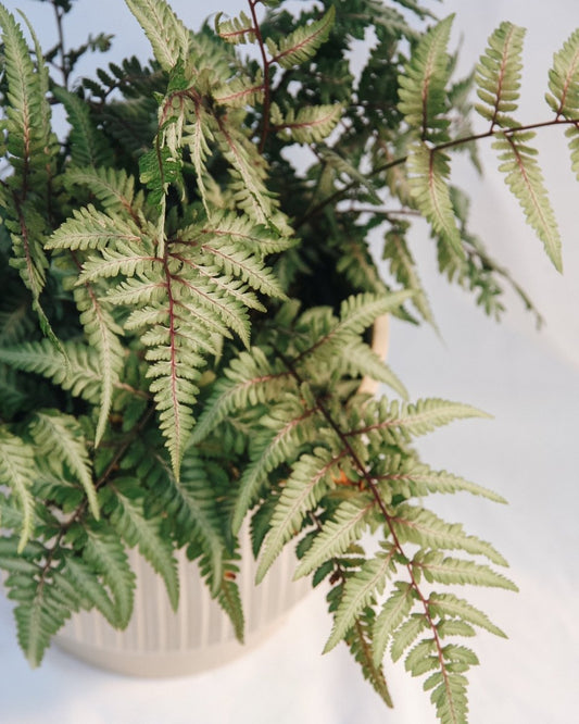 Giant Japanese Painted Fern - LandscapeDirect