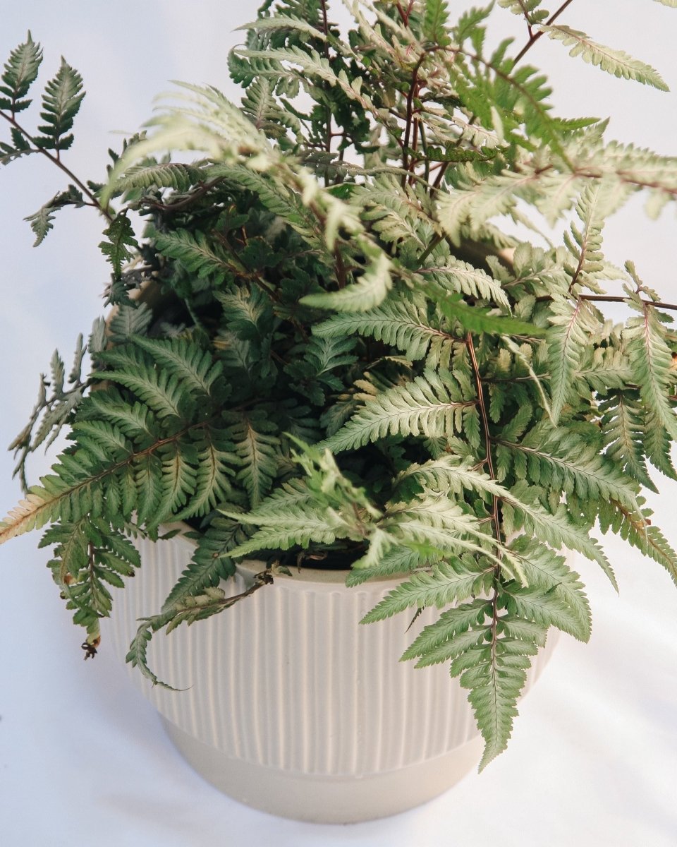 Giant Japanese Painted Fern - LandscapeDirect