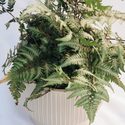Giant Japanese Painted Fern - LandscapeDirect