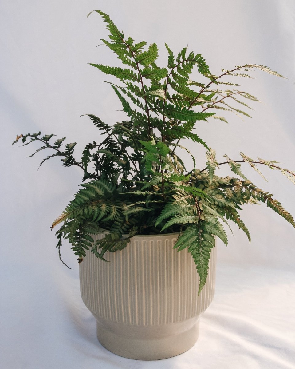 Giant Japanese Painted Fern - LandscapeDirect