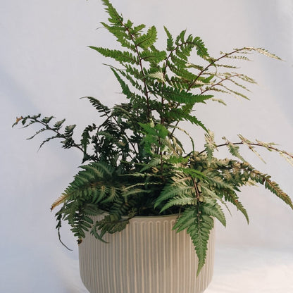 Giant Japanese Painted Fern - LandscapeDirect