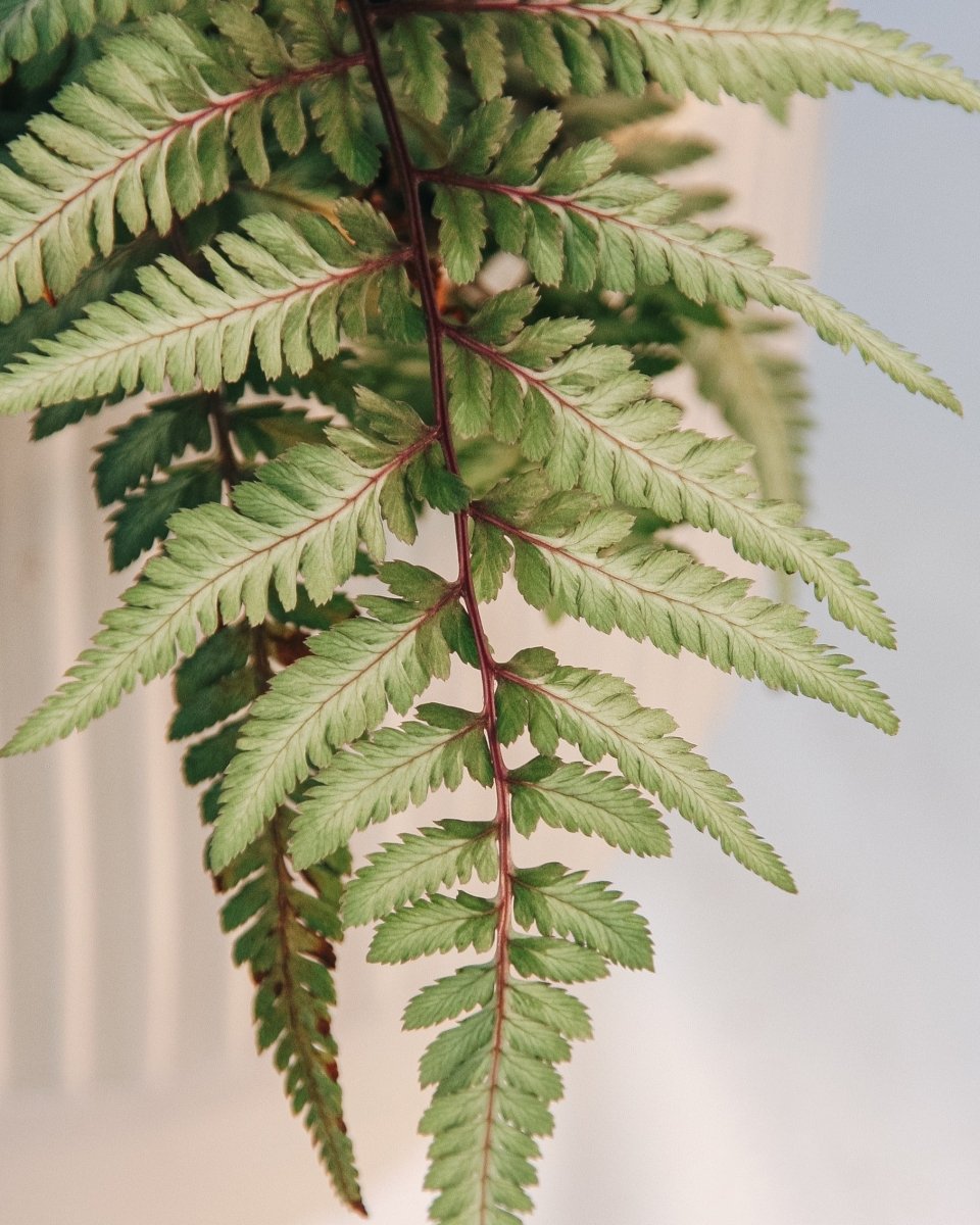 Giant Japanese Painted Fern - LandscapeDirect