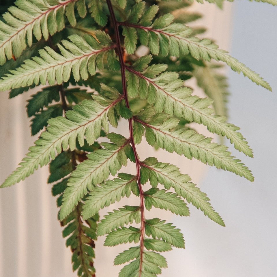 Giant Japanese Painted Fern - LandscapeDirect