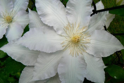 Gillian Blades Clematis - LandscapeDirect