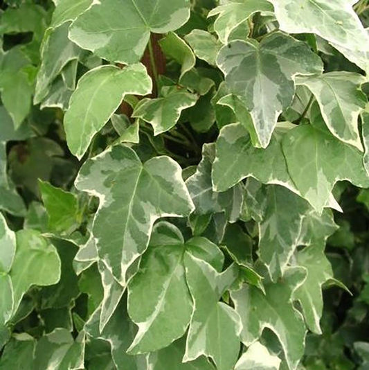 Glacier Ivy - LandscapeDirect