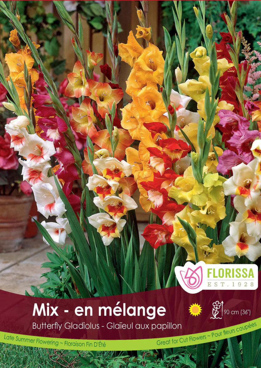 Gladiolus Butterfly Mix - LandscapeDirect