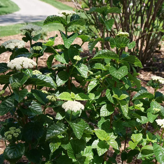 Glitters & Glows Arrowwood Viburnum - LandscapeDirect