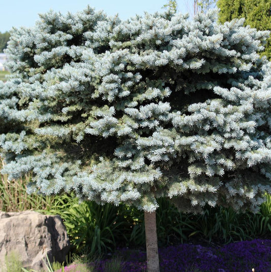 Globe Blue Spruce - Standard - LandscapeDirect