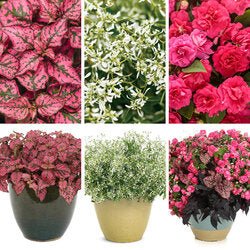 Gloria Rose Share Combo - Super Pack - LandscapeDirect