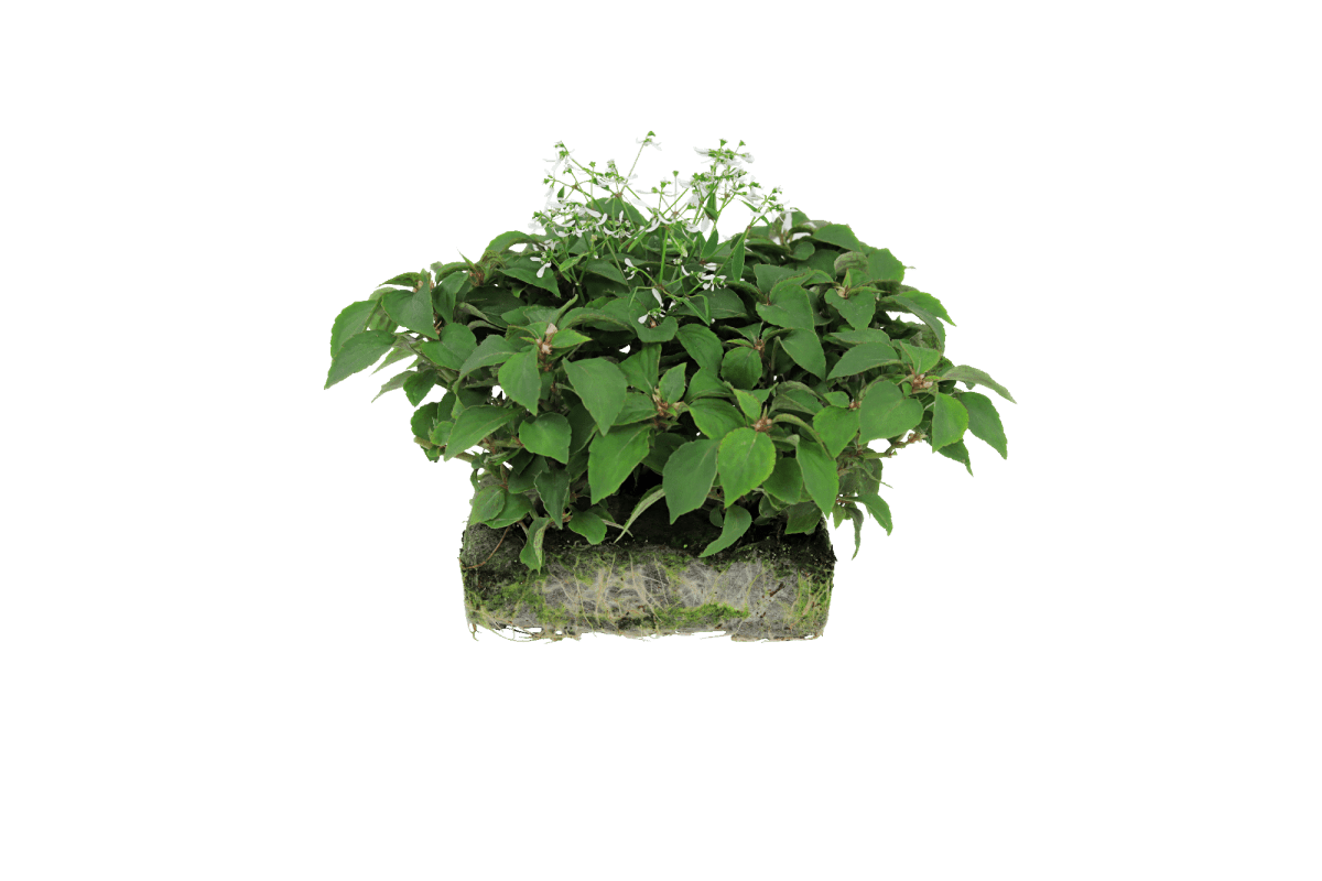 Gloria Rose Share Combo - Super Pack - LandscapeDirect