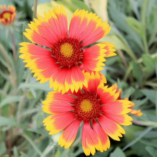 Goblin Blanket Flower - LandscapeDirect