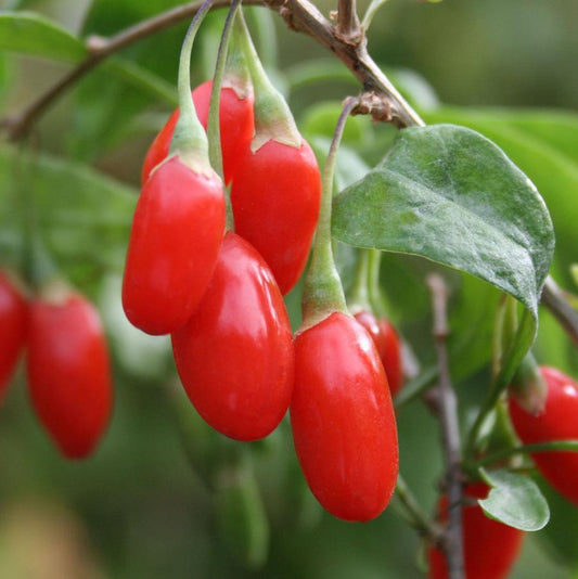 Baie de Goji