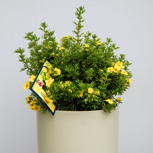 Gold Finger Cinquefoil - LandscapeDirect