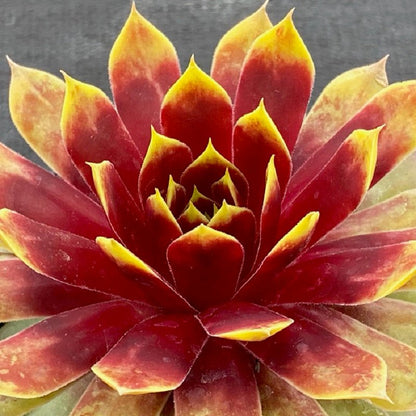 Gold Mine Hen and Chicks - LandscapeDirect
